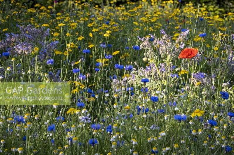 Detail of wild flower meadow in summer with Cornflowers and poppies
