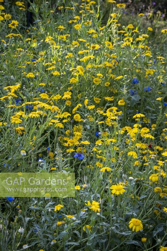 Detail of wild flower meadow in summer with cornflower and corncockle