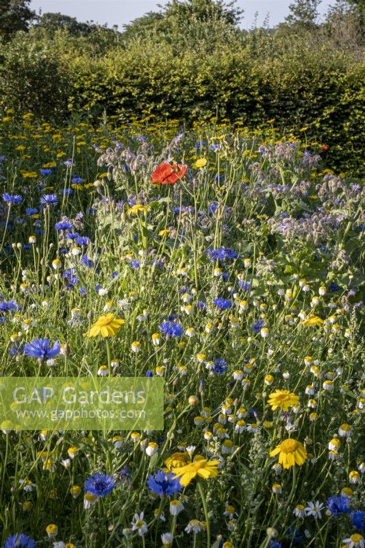 Detail of wild flower meadow in summer