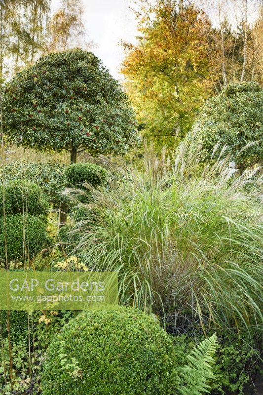 Miscanthus amongst clipped evergreens including box and tiered, variegated hollies in a country garden in November