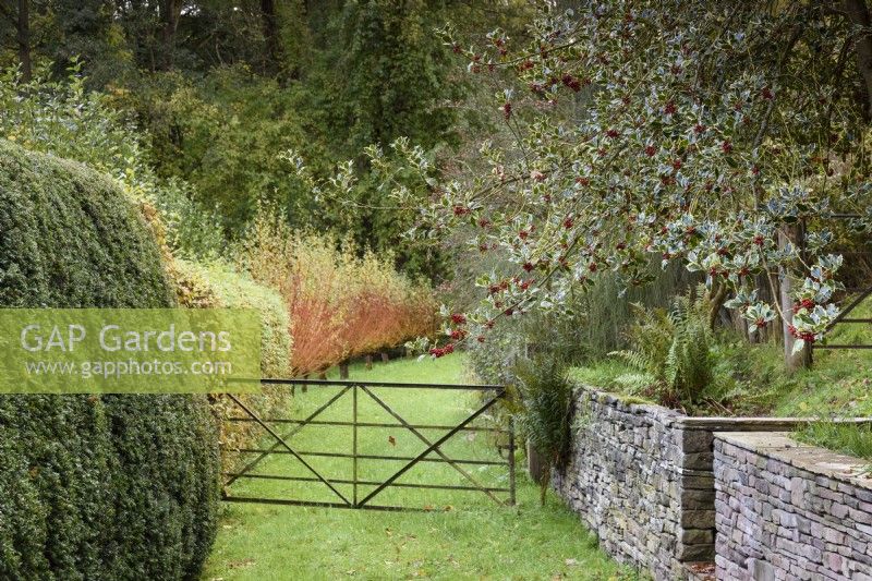 Gate leading towards a line of pollarded willows in a country garden in November