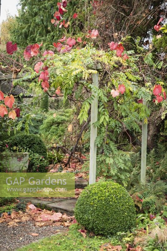 Clipped box at the base of a pergola supporting wisteria and a vine in a country garden in November