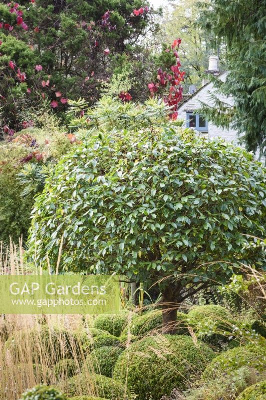 Umbrella-shaped Portuguese laurel, Prunus lusitanica, surrounded by clipped box and ornamental grasses in a country garden in November