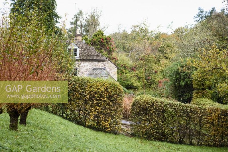 Gap in a hornbeam hedge surrounding a country garden in November