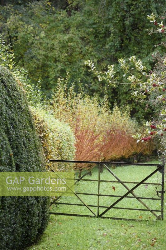 Gate with a row of pollarded willows beyond in a country garden in November