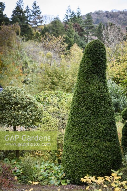 Clipped yew in a country garden in November