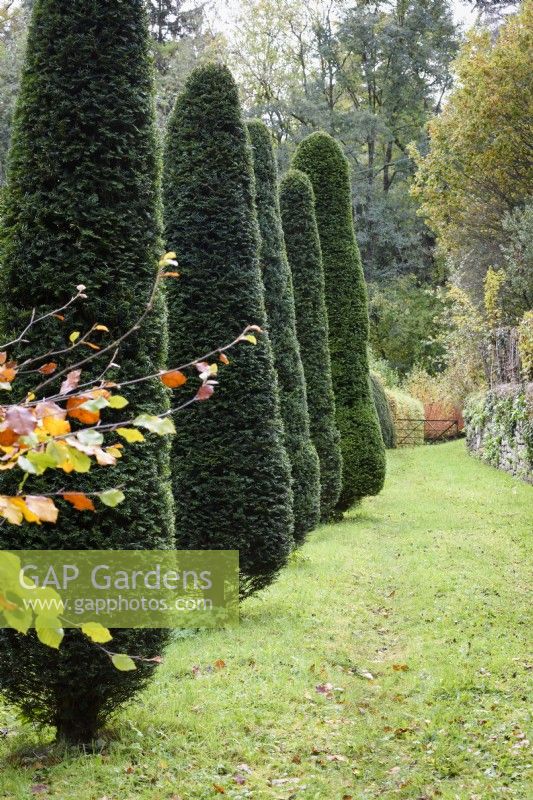 Row of clipped yews in a country garden in November