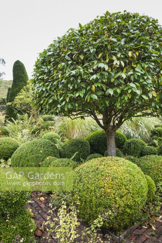 Umbrella-shaped Portuguese laurel, Prunus lusitanica, surrounded by clipped box in a country garden in November