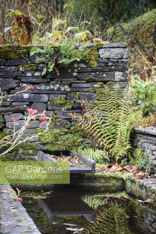 Water feature with self seeded ferns and mosses in a country garden in November