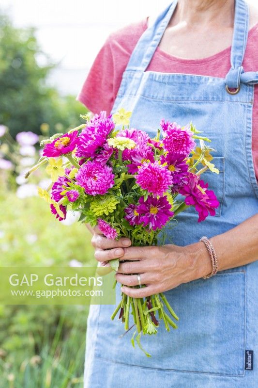 Woman holding a bouquet containing Zinnia elegans 'Purple Prince' and 'Envy', Callistephus 'Coral Rose', Cosmos 'Double Click Cranberries' and Nicotiana 'Lime Green'
