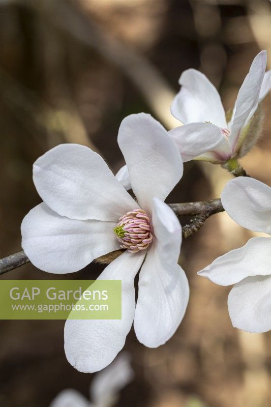 Magnolia 'Pristine'