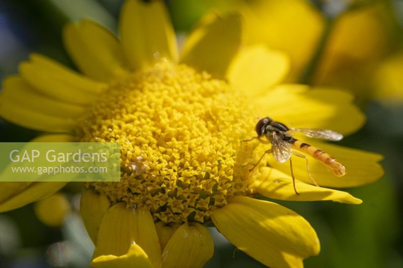 Glebionis segetum, Corn Marigold, with hoverfly