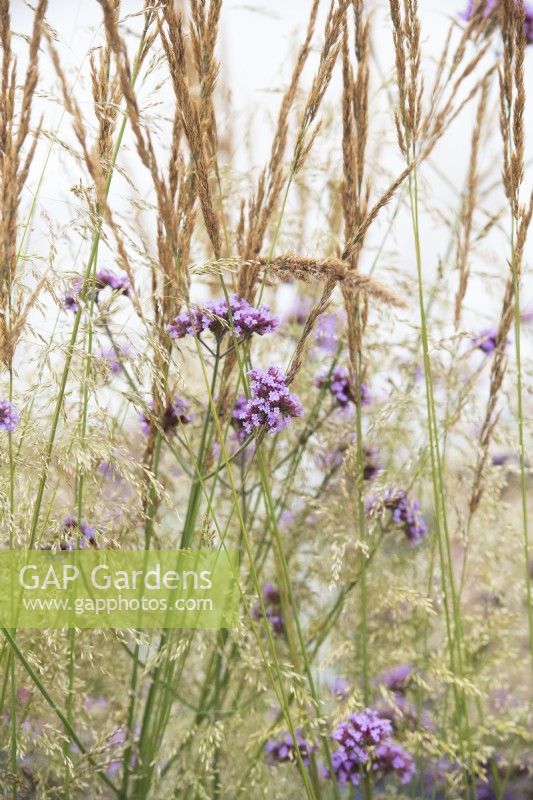 Verbena bonariensis and Calamagrostis Karl Foerster - Purple top and Feather reed grass