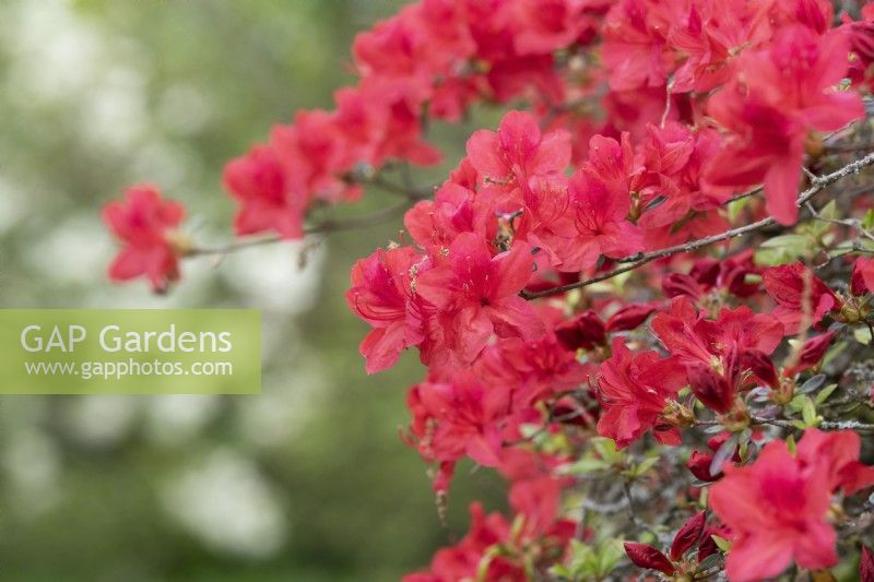 Rhododendron 'John Cairns'