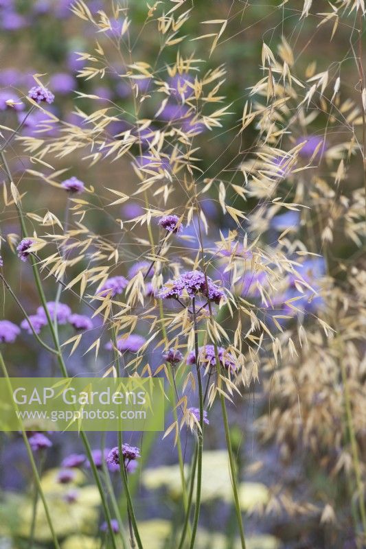 Verbena bonariensis amongst Stipa gigantea - Purpletop vervain and Golden oats 