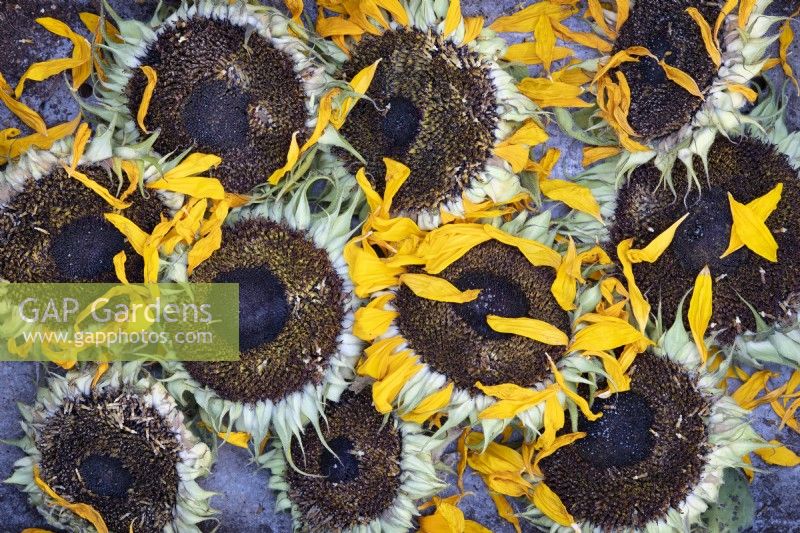 Helianthus - Drying sunflowers pattern