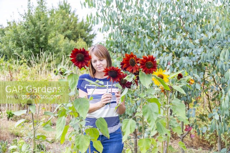 Woman picking Helianthus 'Velvet Queen' - Sunflowers