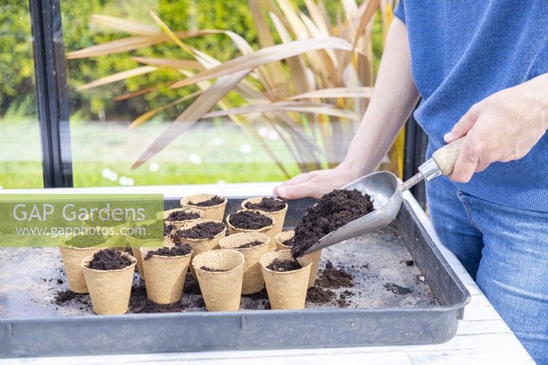 Woman covering the sunflower seeds with a thin layer of compost