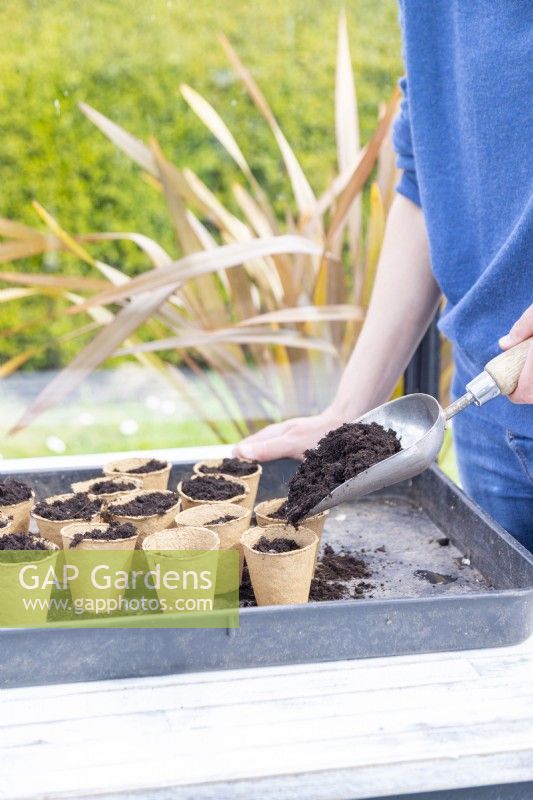 Woman covering the sunflower seeds with a thin layer of compost
