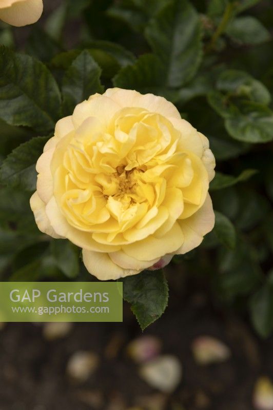 Rosa 'Lampion' rose