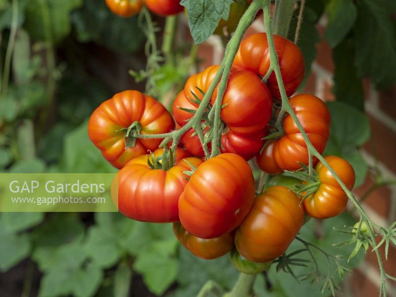 Tomato 'Gigantomo' ripening in greenhouse