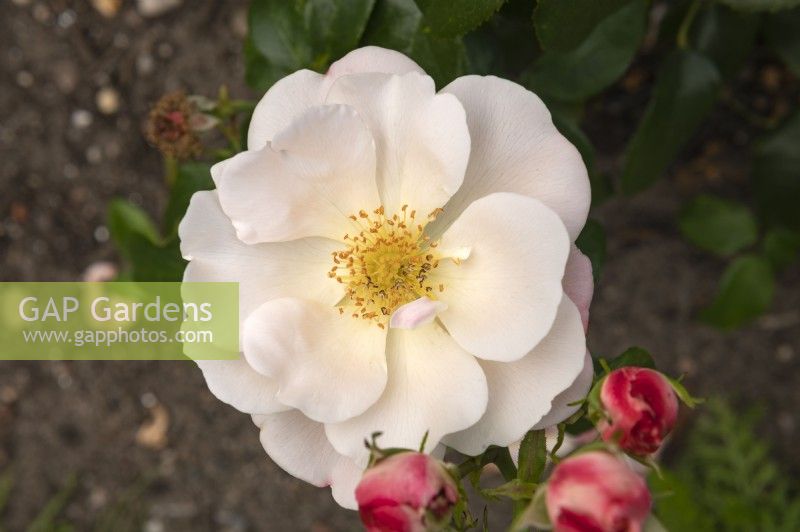 Rosa 'Roseromantic' rose
