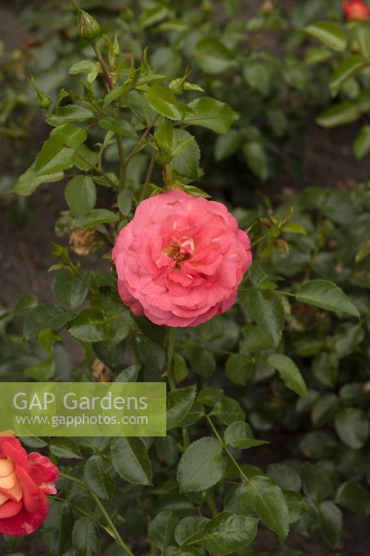 Rosa 'Sommersonne' rose