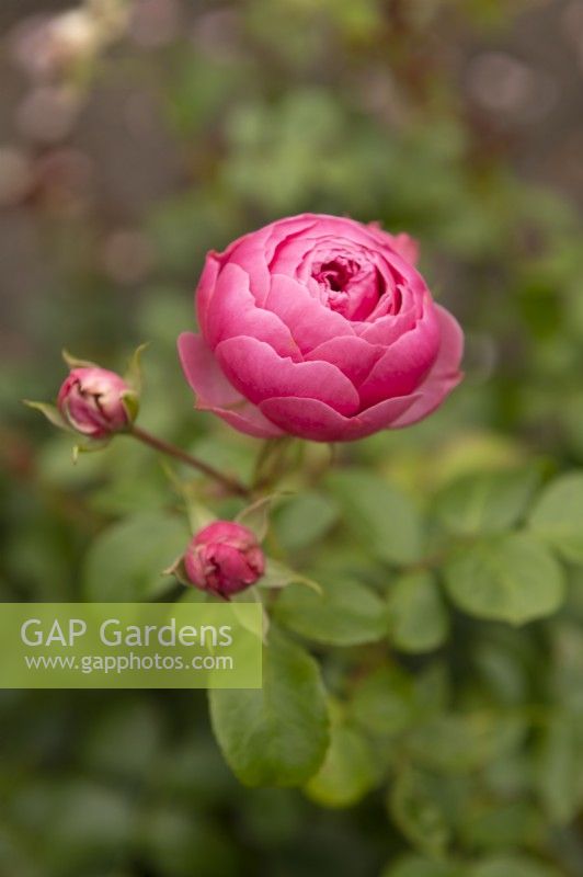 Rosa 'Pomponella' rose
