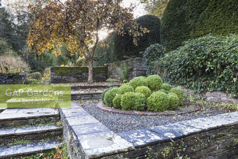 A collection of clipped box spheres on a gravel and stone terrace in a country garden in November
