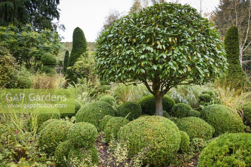 Umbrella-shaped Portuguese laurel, Prunus lusitanica, surrounded by clipped box in a country garden in November
