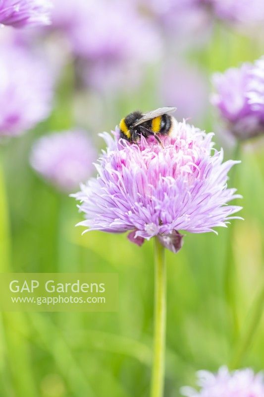 Bee on a Chive