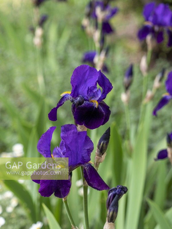 Iris germanica Old Fashioned Purple - Midnight Express