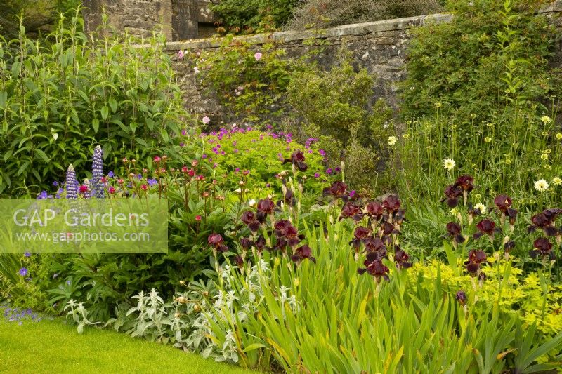 A border planted with Iris 'Solid Mohagany', a bearded iris, Lupinus 'The Governor', paeonia and geranium at Parcevall Hall Gardens in June