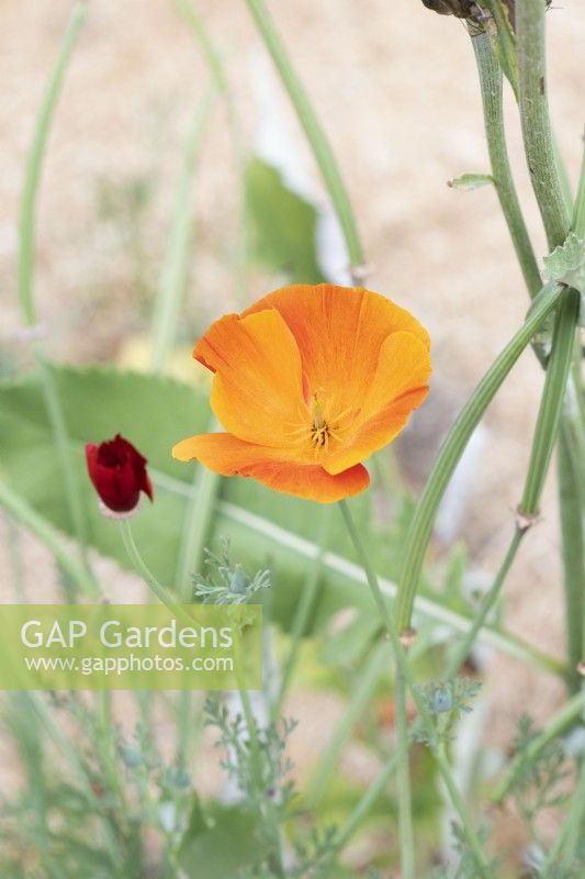Eschscholzia californica 'Mikado' - California Poppy