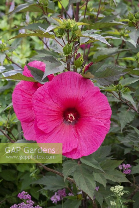 Hibiscus moscheutos 'Planet Griotte' - Rose mallow
