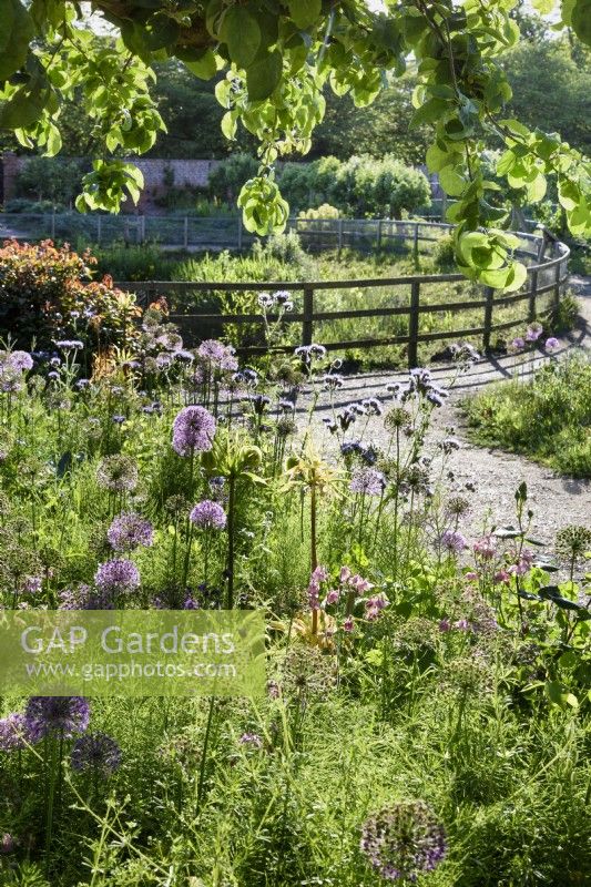 Naturalistic planting in the walled garden at Doddington Hall in May including alliums and phacelia.