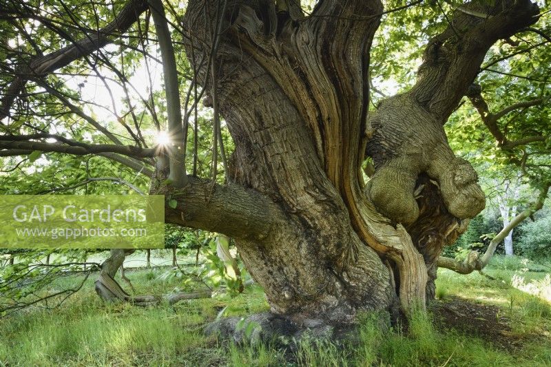 Castanea sativa, an ancient sweet chestnut tree in the garden of Doddington Hall near Lincoln in May