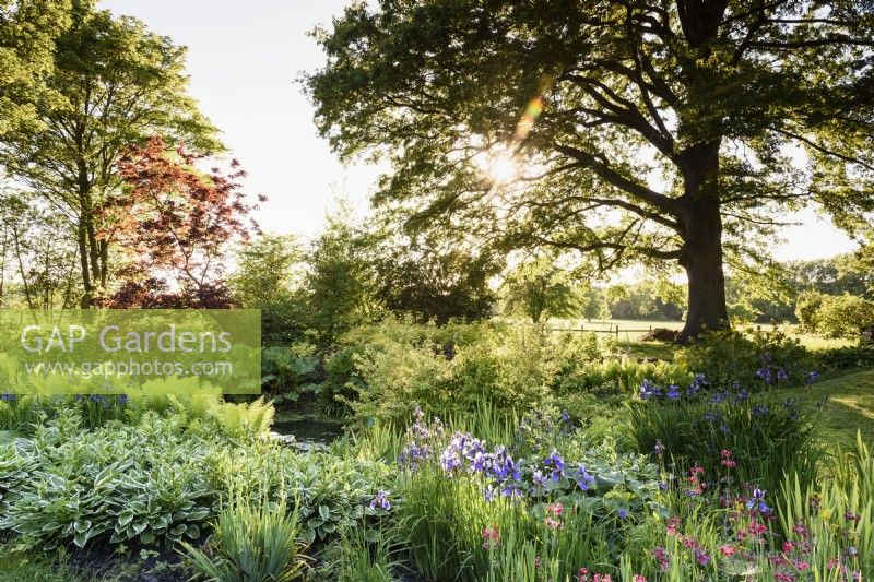 Bog garden at Doddington Hall in May full of  irises, hostas and candelabra primulas.