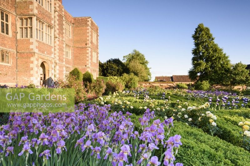 The West Garden at Doddington Hall near Lincoln in May where a box parterre is full of bearded irises including Iris 'Topolino'