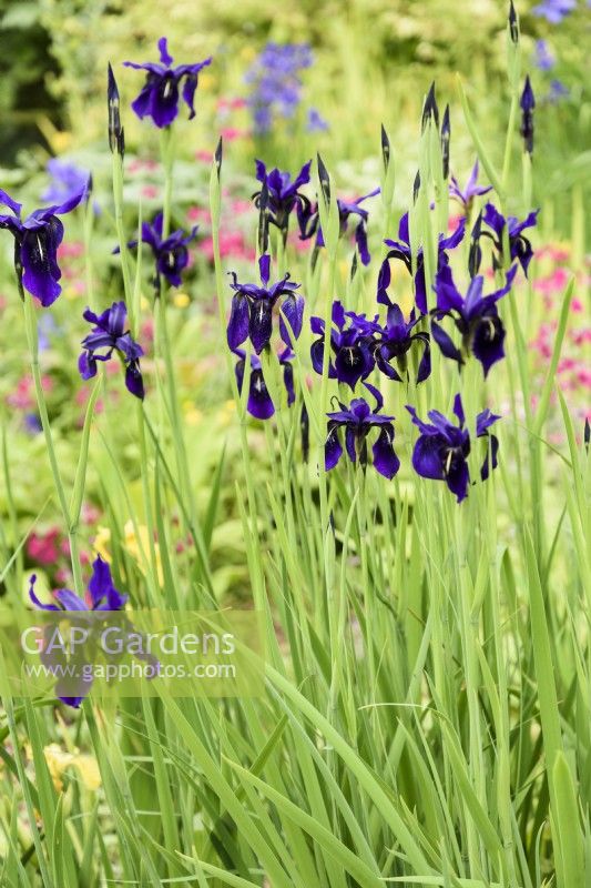 Dark form of Iris ensata in May