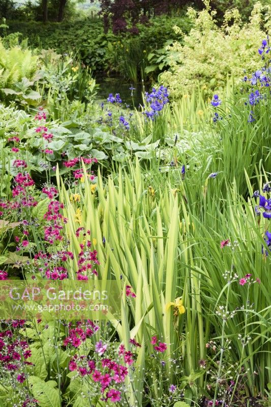 Bog garden planted with magenta Primula pulverulenta, Iris pallida 'Variegata' and Iris sibirica in May