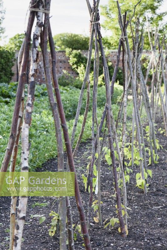 Line of hazel wigwams with climbing French beans in the walled kitchen garden at Doddington Hall in May
