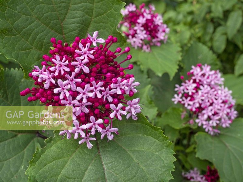 Clerodendrum bungei - Rose Glory Bower