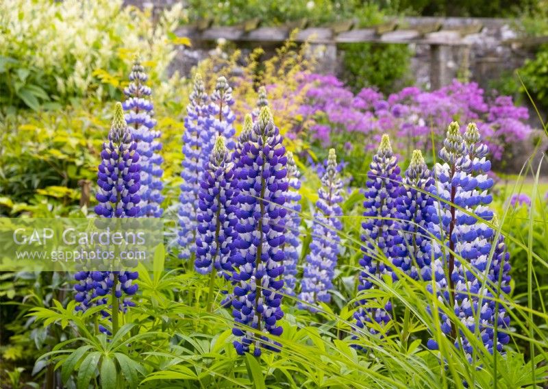 Lupinus 'The Governor' in a border at Parcevall Hall in June