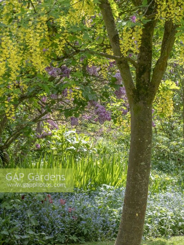 Spring garden in May - Lilac, myosotis, laburnum