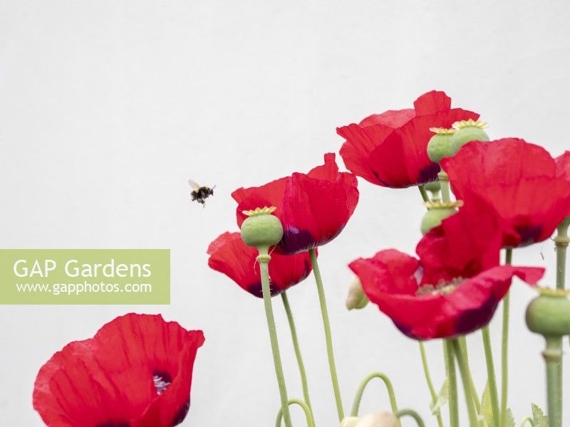 Bee visiting poppy flowers with white background