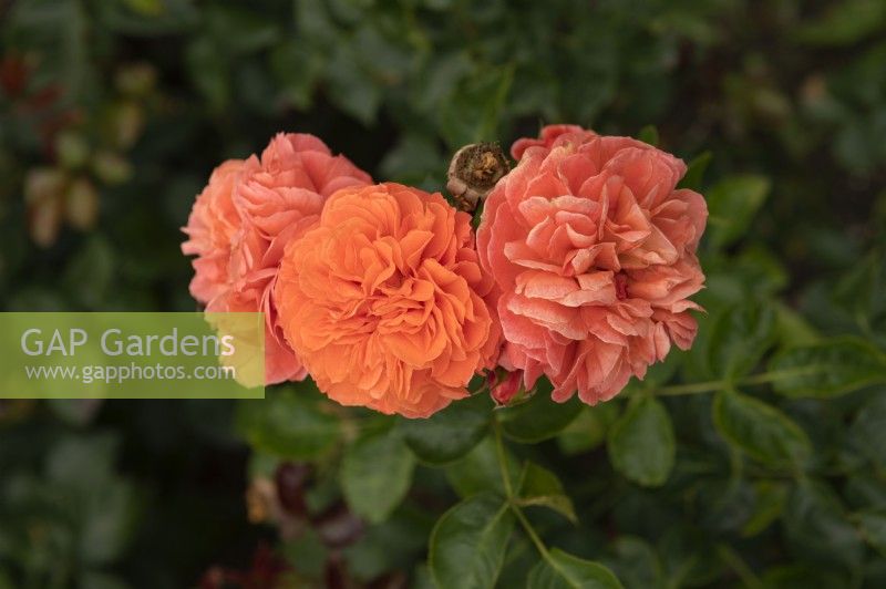 Rosa 'Orangerie' rose
