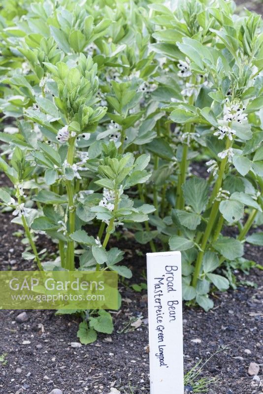 Broad bean 'Masterpiece Green Longpod' with label in May
