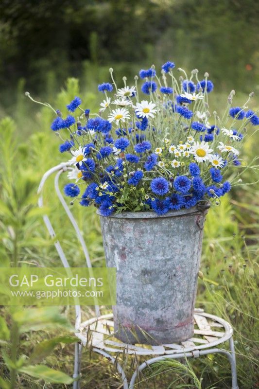 Centurea cyanus - Cornflowers arranged with Tanacetum and Leucanthemum vulgare in metal bucket on chair