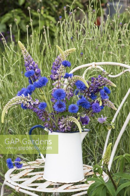 Centurea cyanus - Cornflowers arranged with blue lupins in white enamel jug on chair